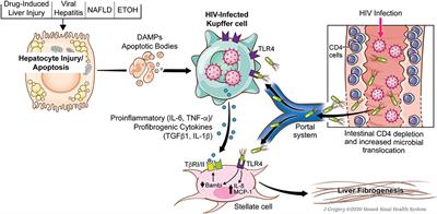 Role of Kupffer Cells in Driving Hepatic Inflammation and Fibrosis in HIV Infection